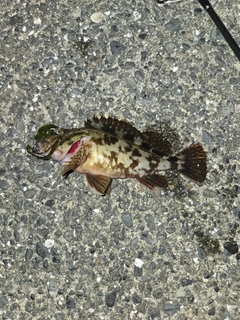 カサゴの釣果