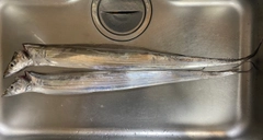 タチウオの釣果