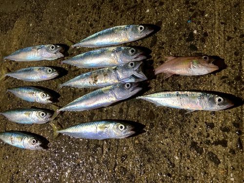 サバの釣果
