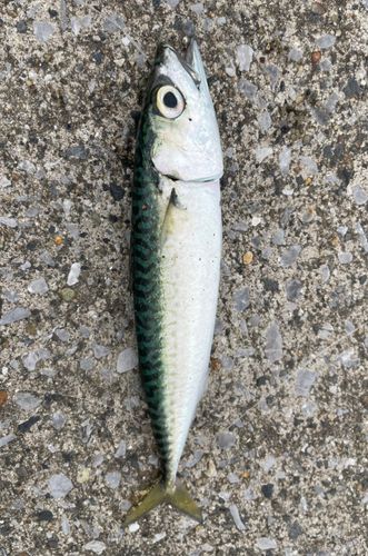 サバの釣果