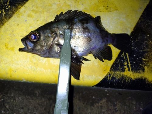 シロメバルの釣果