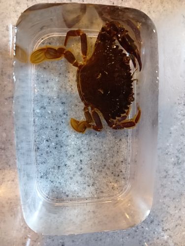 ワタリガニの釣果