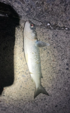 ボラの釣果