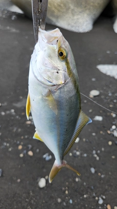 ショゴの釣果