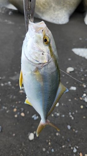 ショゴの釣果