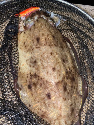 モンゴウイカの釣果