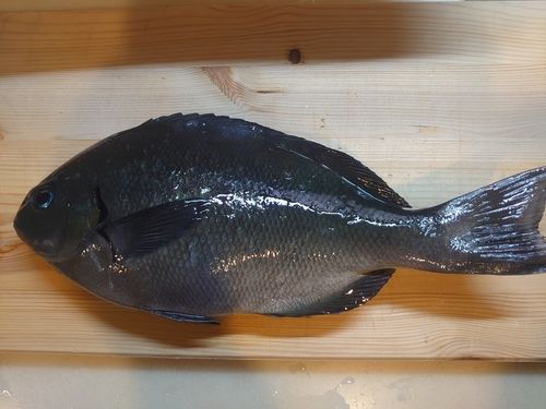 メジナの釣果