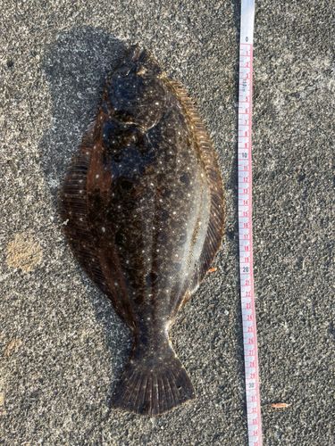 ヒラメの釣果