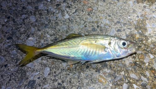 マアジの釣果