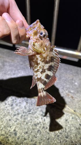 カサゴの釣果