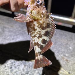 カサゴ