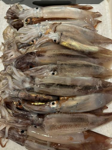 スルメイカの釣果