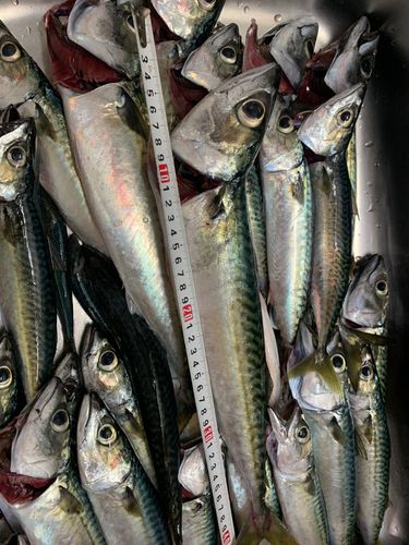 サバの釣果