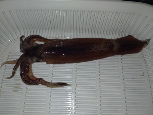 スルメイカの釣果