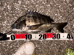 クロダイの釣果