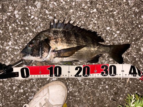 クロダイの釣果