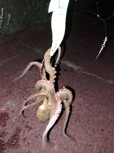 タコの釣果