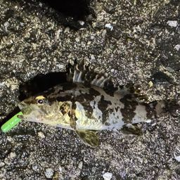 タケノコメバル