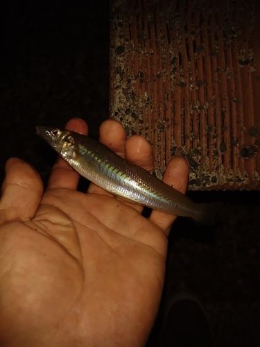 キスの釣果