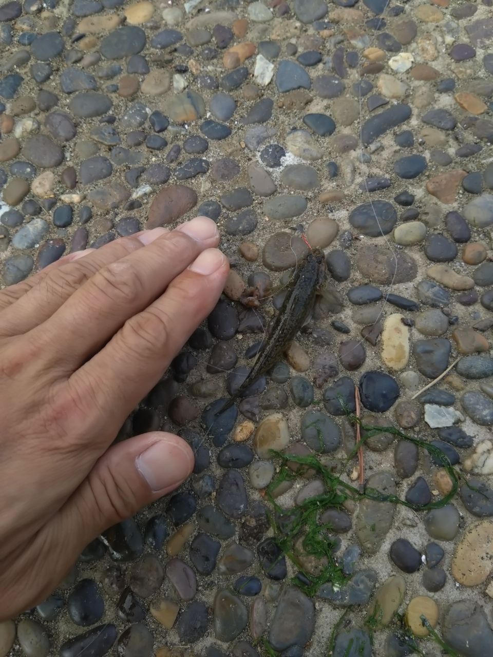 キス