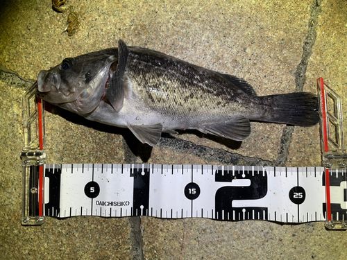 クロソイの釣果