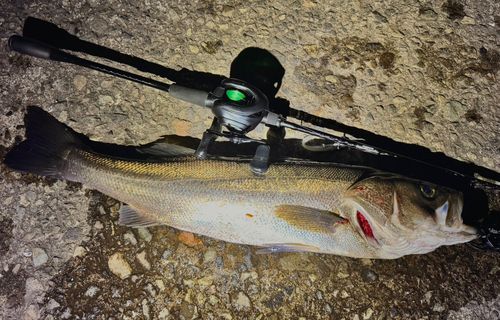 マルスズキの釣果