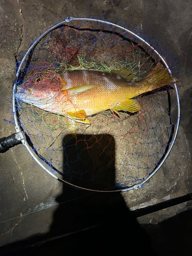 フエダイの釣果