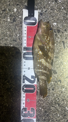 アコウの釣果
