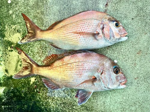 タイの釣果