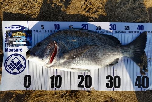 クロダイの釣果