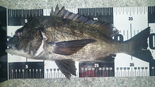 クロダイの釣果
