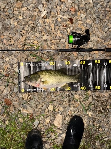 ブラックバスの釣果