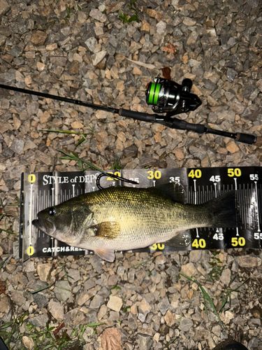 ブラックバスの釣果