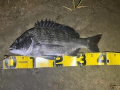チヌの釣果