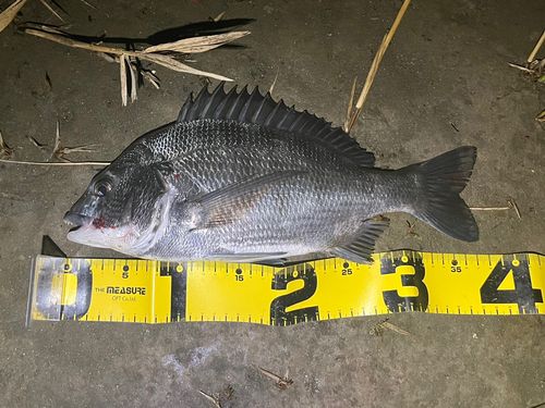 チヌの釣果