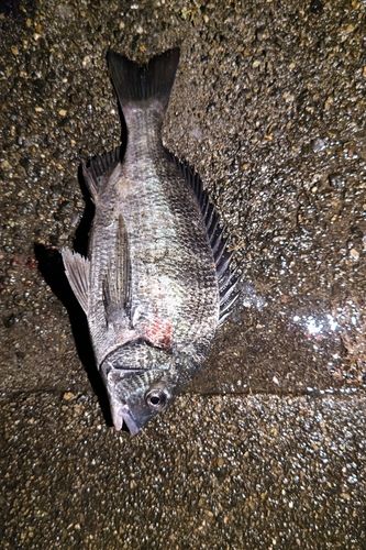 クロダイの釣果