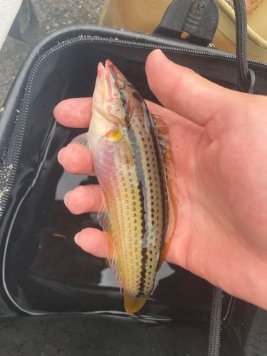 キュウセンの釣果