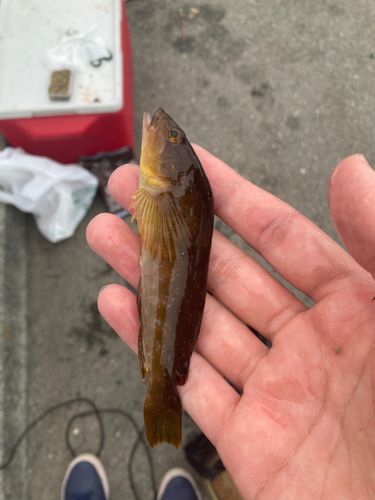 アイナメの釣果