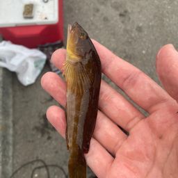 アイナメ