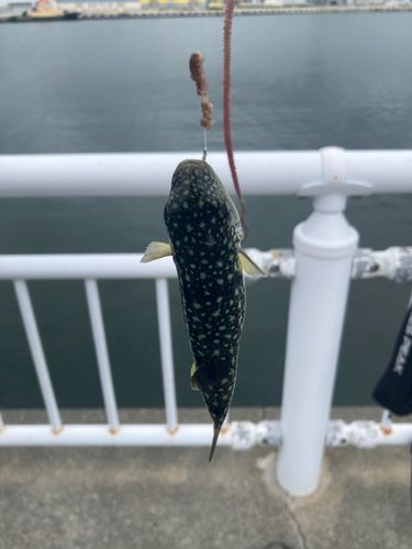 フグの釣果