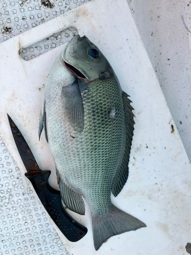 グレの釣果
