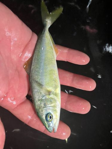 ブリの釣果