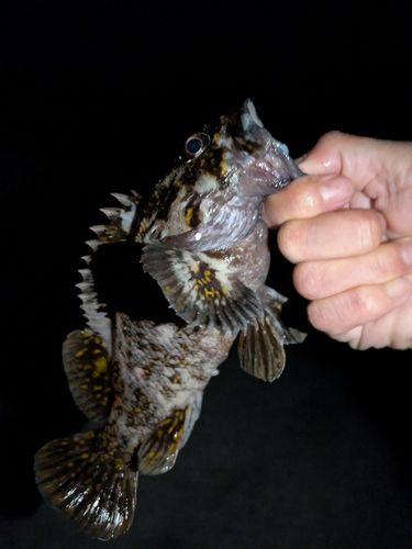 タケノコメバルの釣果