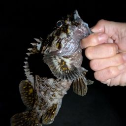 タケノコメバル