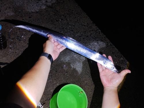 タチウオの釣果