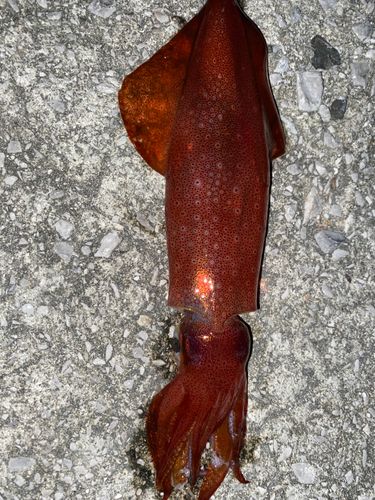 ケンサキイカの釣果