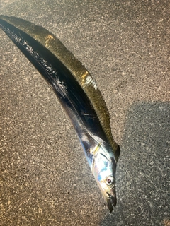 タチウオの釣果