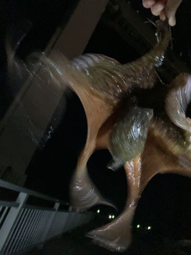 マダコの釣果