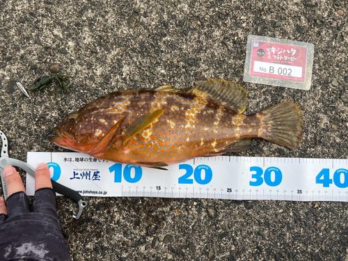 キジハタの釣果