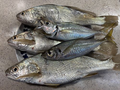 イシモチの釣果
